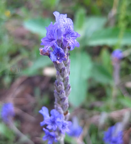 Высокое качество сушеных цветов лаванды для травяного чая